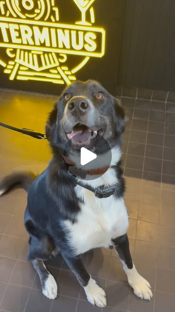 La mascotte